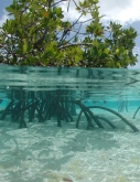 Mangrove forest restoration project
