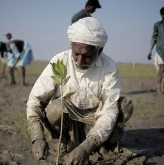 Community members planting mangroves