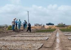 Aerial view of mangrove restoration area