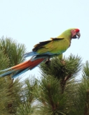 Protected forest reserve in El Brillante