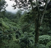 Wildlife in the El Brillante reserve